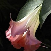 Genevieve Bibi's photo