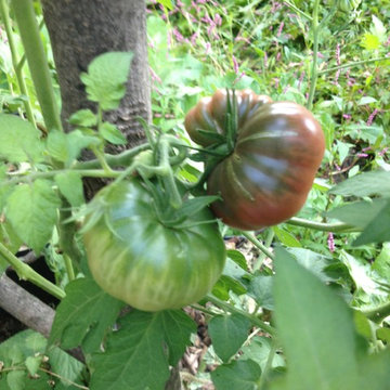 Integration Orchard