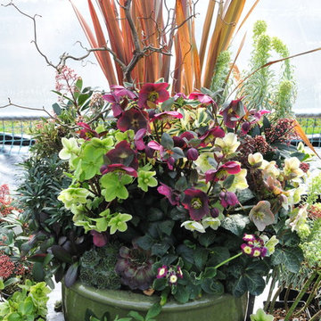 Recipe for a Fabulous Pot - Hellebores "Red and Green"