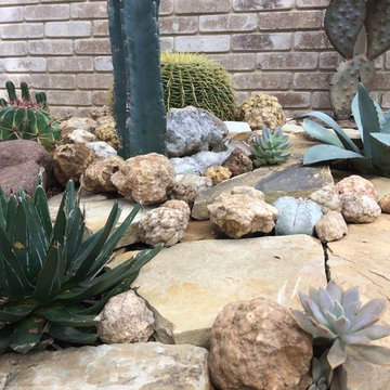 Miscellaneous Cacti & Succulent Landscapes by Rhinamic
