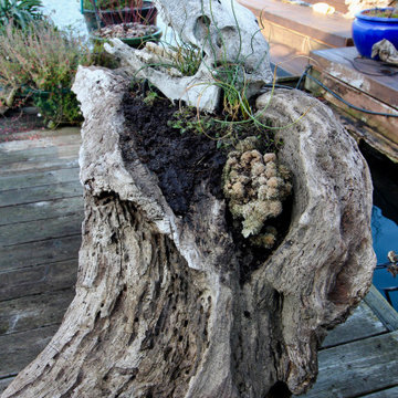 Gardening on a houseboat