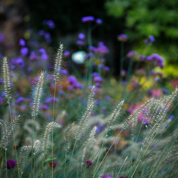 Contemporary Woodland Garden