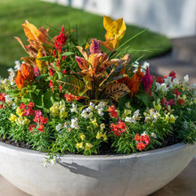 Planters Flowers