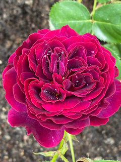 Pink Rose Images With Escape - Infoupdate.org