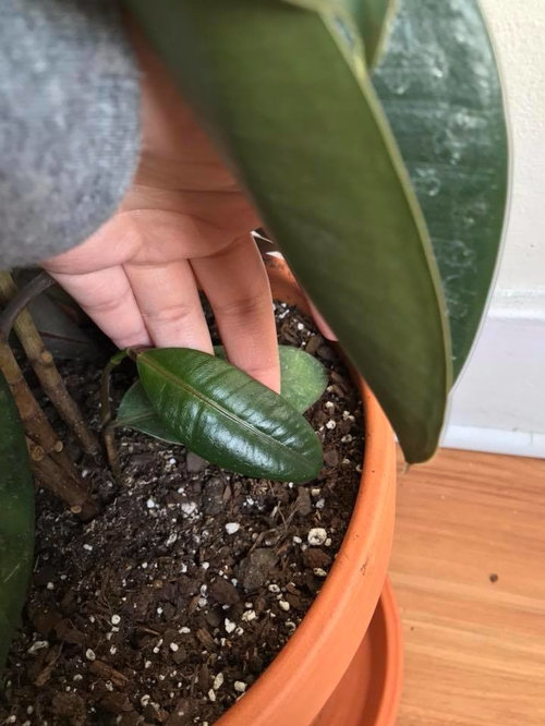 Rubber plant tree wilting but not dying? Help please!