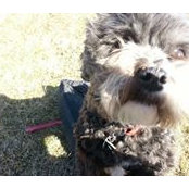 Greyson Shipoo's photo