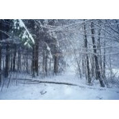 Marie Lars's photo