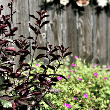 Pollinator Gardens