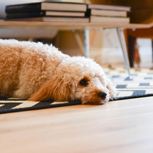 Vous avez un chien ? Nul doute que vous vous reconnaîtrez ici...