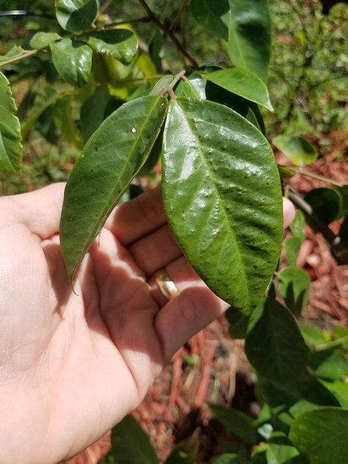 star fruit tree with yellow leaves and brown spots