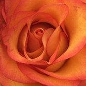 Kathleen Lemon's photo