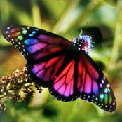 Cindy Reid's photo