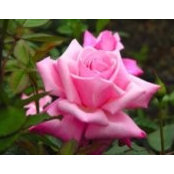 Foto von Marylou Walker
