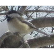 Phyllis Wing's photo