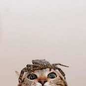 Liger Pham's photo