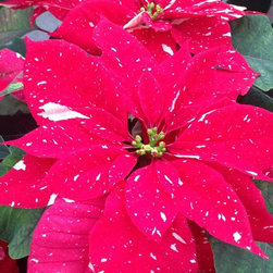 Nursery - Gardening And Lawn Care