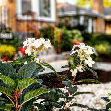 Grassless Front Yard