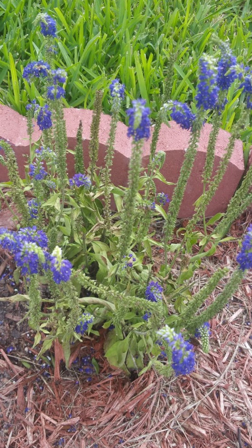 My veronica plant is drying up, what can I do or why?