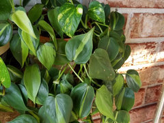 florida beauty philodendron Philodendron 'Florida Beauty'