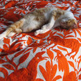 Jacaranda Home's profile photo