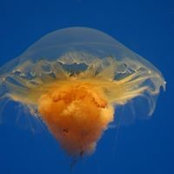 William Lu's photo