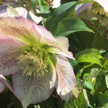 Spring in the Garden