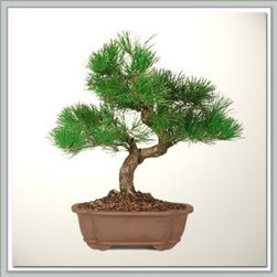 Japanese Black Pine Bonsai Tree - Area Rugs