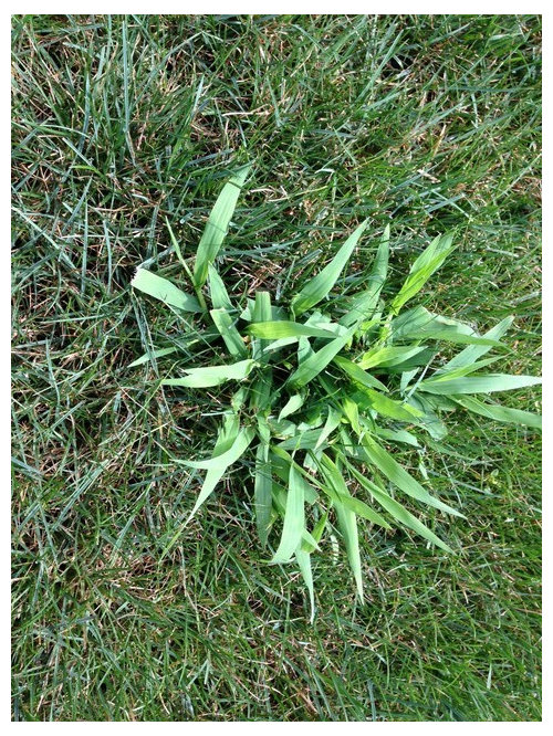 Please what is this taking over my lawn?