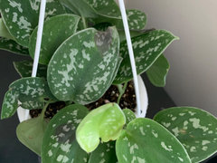 brandi philodendron for sale Philodendron Brandi 4