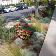 Front yard - drought resistant landscaping