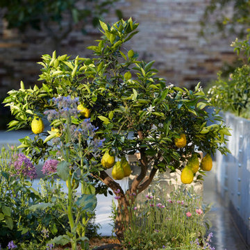 The Lemon Tree Trust Garden