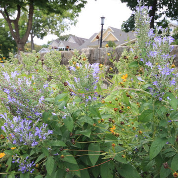 Native Plant Landscaping, Hardscaping, and Bioswales