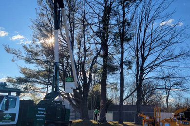 How Can I Tell if my Tree is Dead or Dying | Naugatuck, CT