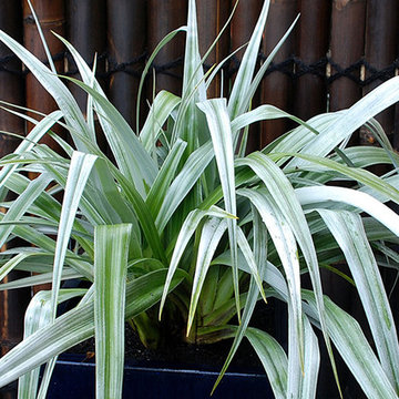 ‘Silver Shadow’ Compact Astelia