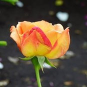 Deborah Donovan's photo