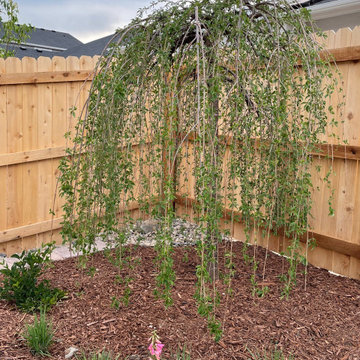 Weeping Cherry Tree