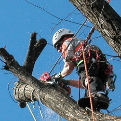 Tree Removal - Products