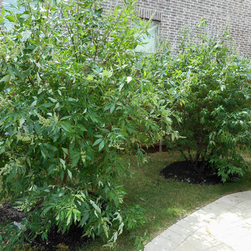 Vitex Tree (aka Chaste Tree)