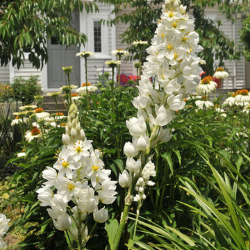 Remuera Garden