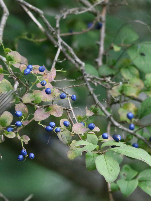 Large shrub/small tree with bright blue berries in upstate NY