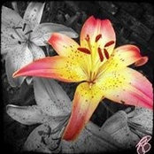 Jaclyn Driscoll's photo