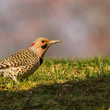 Birding