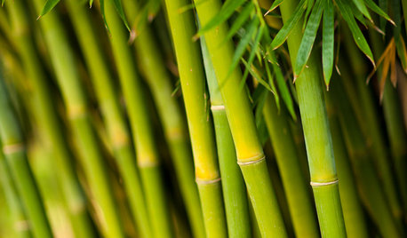 Bambus hitter i haven – sådan holder du liv i de grønne stængler