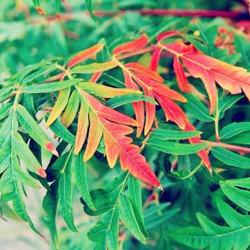 Fall Color