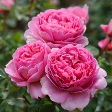 Rosas