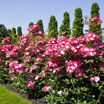 Los Angeles Rose Garden