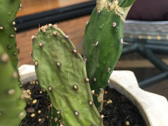 zebra cactus Haworthia Fasciata main image 1