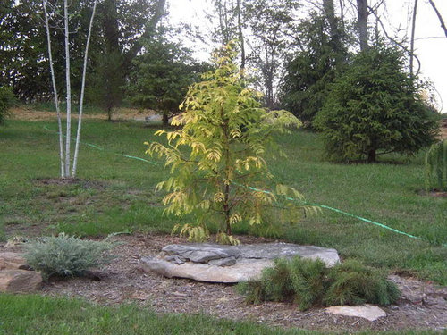 Metasequoia Glyptostroboides White Spot Metasequoia Glyptostroboides White Spot