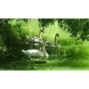 Hani Boeck's photo