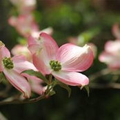 Jacqueline Sibert's photo